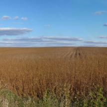 b Soybean Field Sept 2010